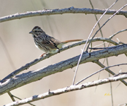 Song Sparrow